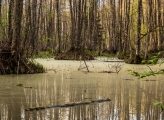 Alluvial forest in early spring